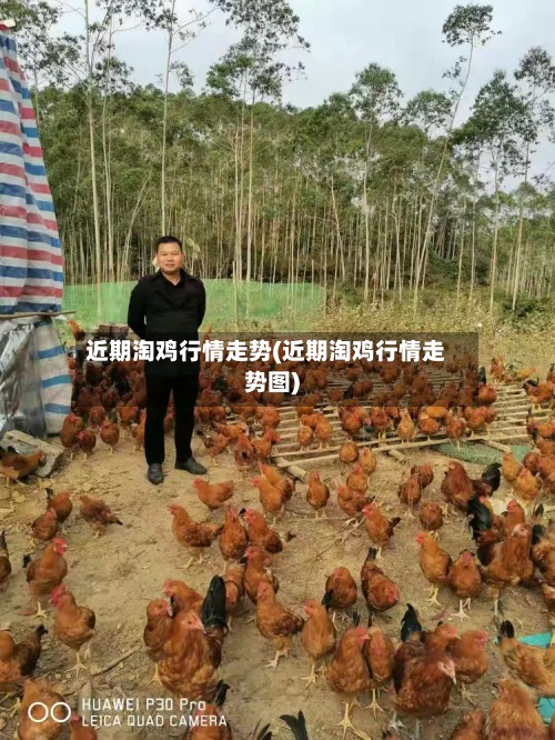 近期淘鸡行情走势(近期淘鸡行情走势图)-第2张图片