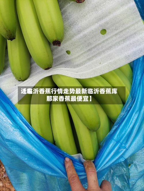 近来【临沂香蕉行情走势最新临沂香蕉库那家香蕉最便宜】-第2张图片