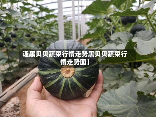 近来【黑贝贝蔬菜行情走势黑贝贝蔬菜行情走势图】-第3张图片