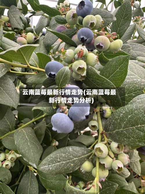 云南蓝莓最新行情走势(云南蓝莓最新行情走势分析)