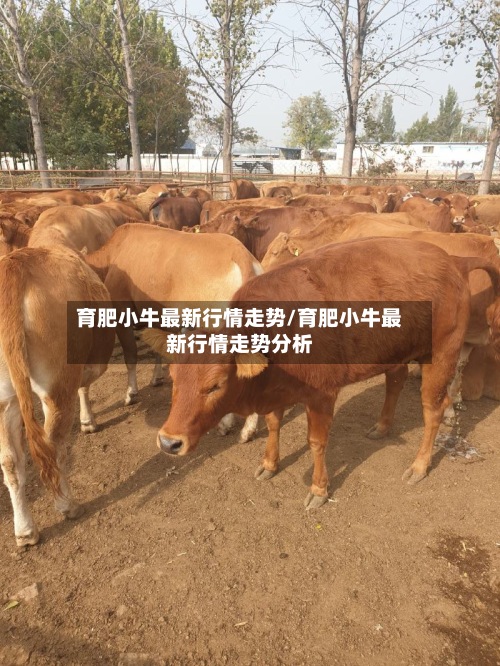 育肥小牛最新行情走势/育肥小牛最新行情走势分析-第2张图片