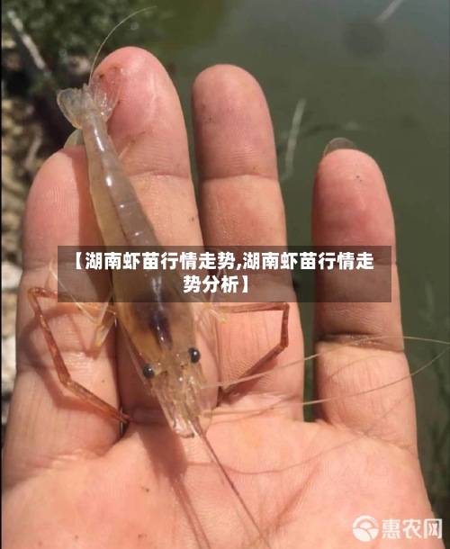 【湖南虾苗行情走势,湖南虾苗行情走势分析】