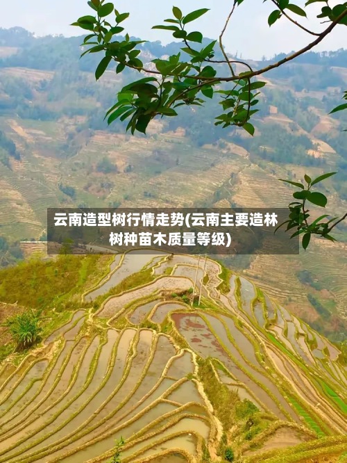 云南造型树行情走势(云南主要造林树种苗木质量等级)-第2张图片