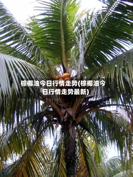 棕椰油今日行情走势(棕椰油今日行情走势最新)-第3张图片