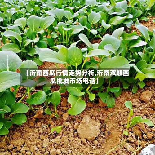 【沂南西瓜行情走势分析,沂南双堠西瓜批发市场电话】