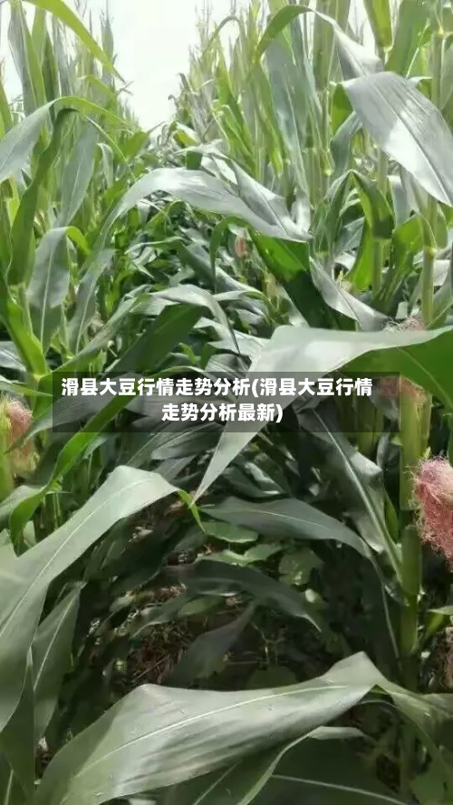 滑县大豆行情走势分析(滑县大豆行情走势分析最新)-第2张图片