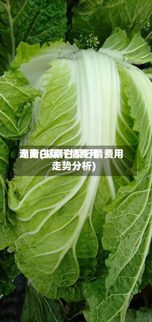 湖南白菜行情费用走势(湖南白菜行情费用走势分析)-第2张图片