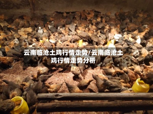 云南临沧土鸡行情走势/云南临沧土鸡行情走势分析