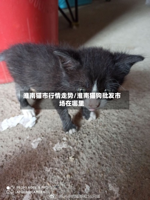 淮南猫市行情走势/淮南猫狗批发市场在哪里-第2张图片