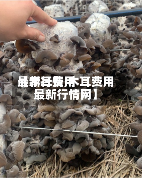 【木耳费用最新行情,木耳费用最新行情网】