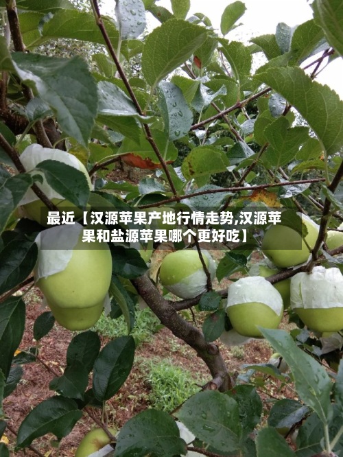 最近【汉源苹果产地行情走势,汉源苹果和盐源苹果哪个更好吃】-第2张图片