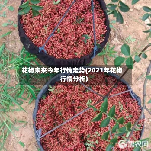 花椒未来今年行情走势(2021年花椒行情分析)