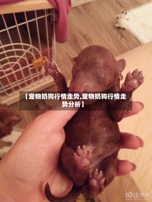 【宠物奶狗行情走势,宠物奶狗行情走势分析】-第2张图片