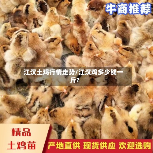 江汉土鸡行情走势/江汉鸡多少钱一斤?