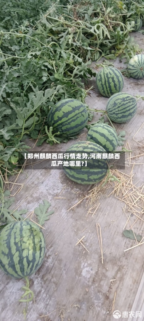 【郑州麒麟西瓜行情走势,河南麒麟西瓜产地哪里?】-第3张图片