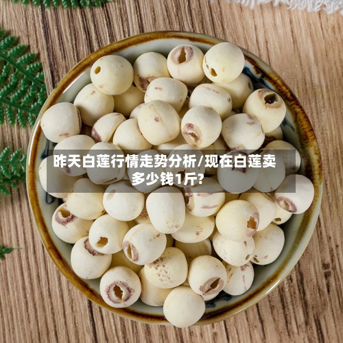 昨天白莲行情走势分析/现在白莲卖多少钱1斤?
