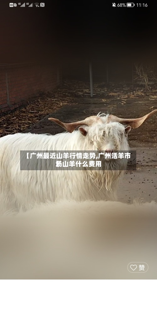 【广州最近山羊行情走势,广州活羊市场山羊什么费用】-第2张图片