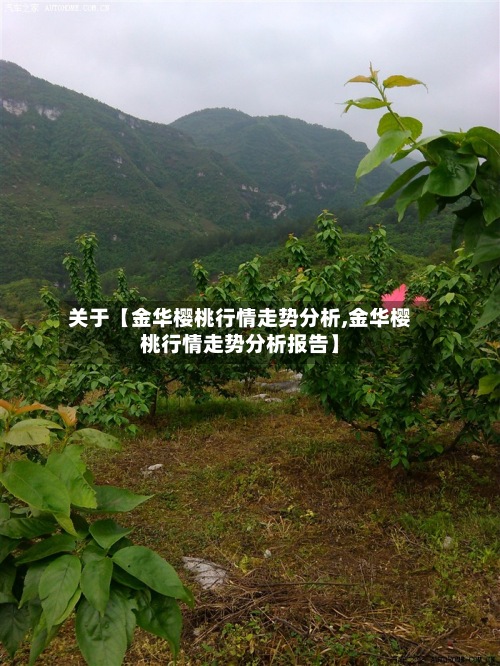 关于【金华樱桃行情走势分析,金华樱桃行情走势分析报告】-第2张图片
