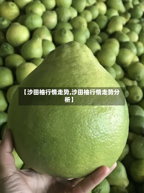 【沙田柚行情走势,沙田柚行情走势分析】