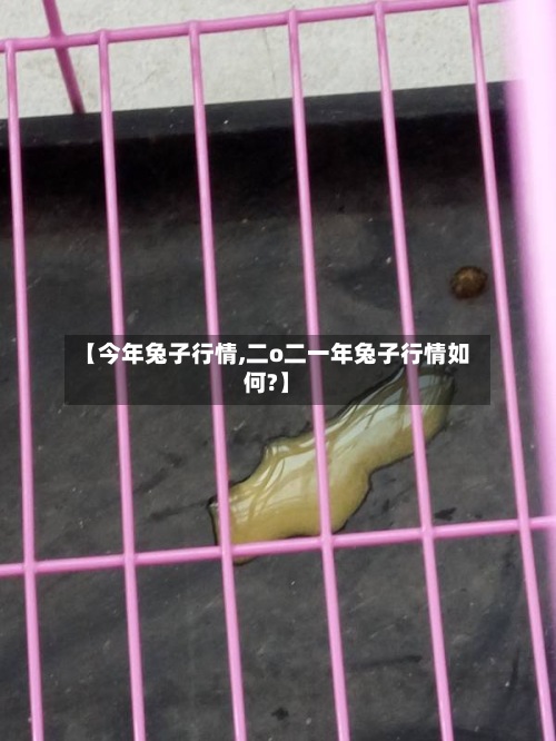 【今年兔子行情,二o二一年兔子行情如何?】