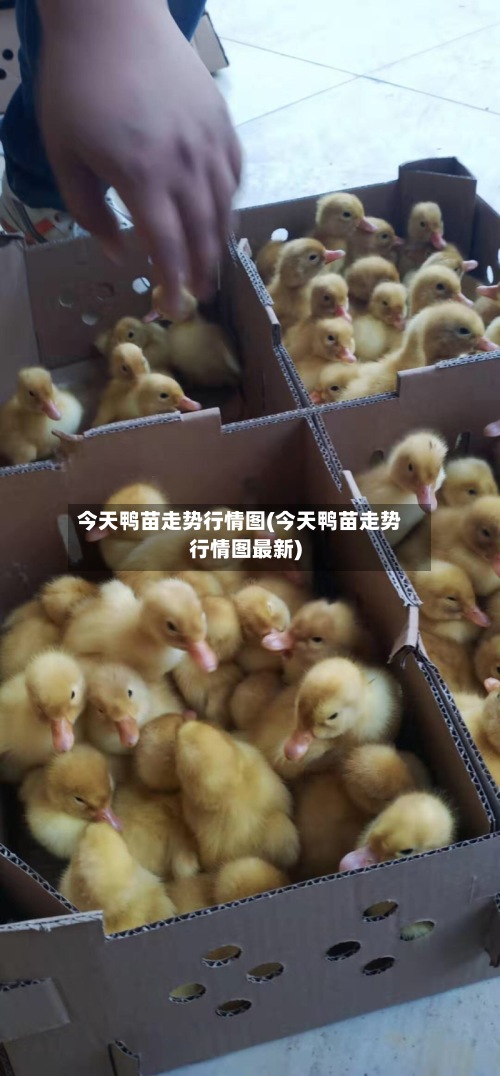 今天鸭苗走势行情图(今天鸭苗走势行情图最新)-第3张图片