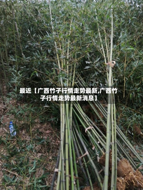 最近【广西竹子行情走势最新,广西竹子行情走势最新消息】-第3张图片