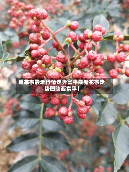 近来【花椒最近行情走势富平最新花椒走势图陕西富平】-第2张图片