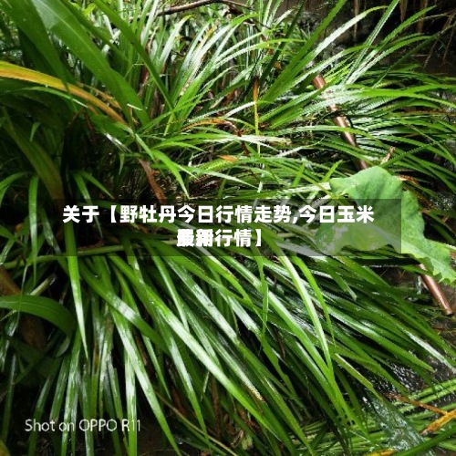 关于【野牡丹今日行情走势,今日玉米费用最新行情】