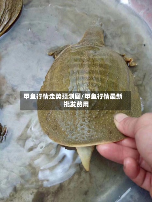 甲鱼行情走势预测图/甲鱼行情最新批发费用