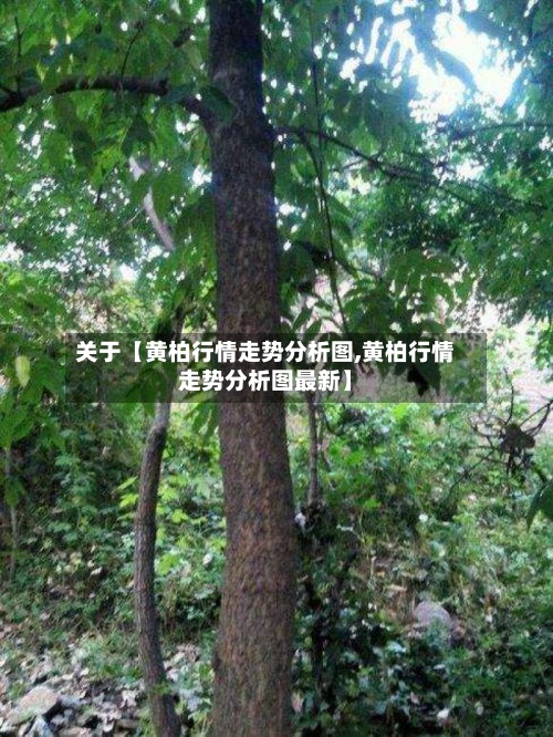关于【黄柏行情走势分析图,黄柏行情走势分析图最新】