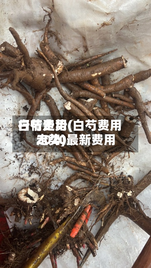 白芍费用行情走势(白芍费用2020最新费用走势)-第2张图片