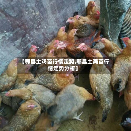 【郫县土鸡苗行情走势,郫县土鸡苗行情走势分析】-第2张图片