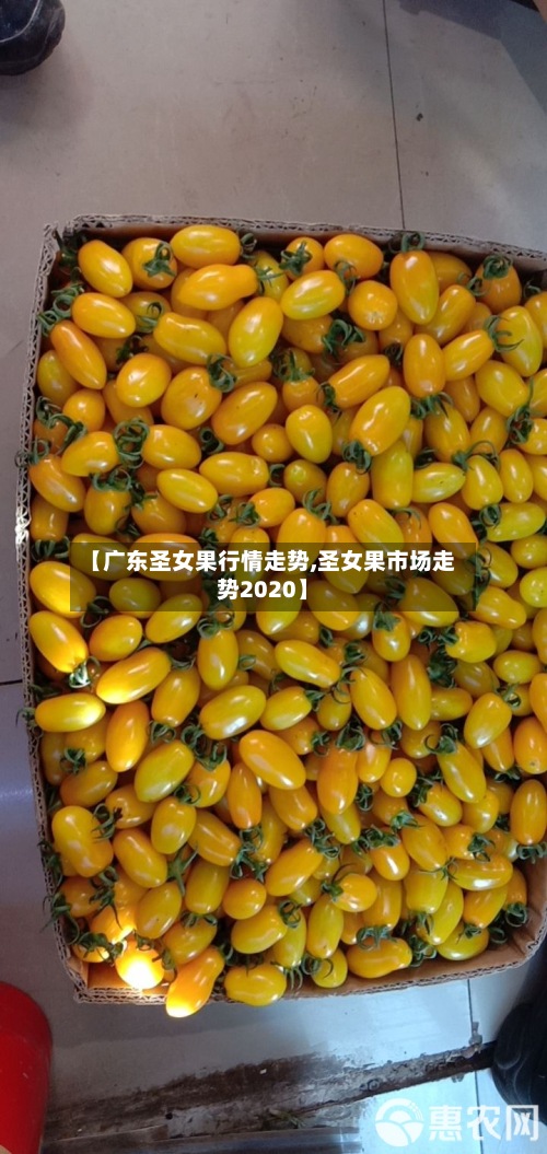 【广东圣女果行情走势,圣女果市场走势2020】