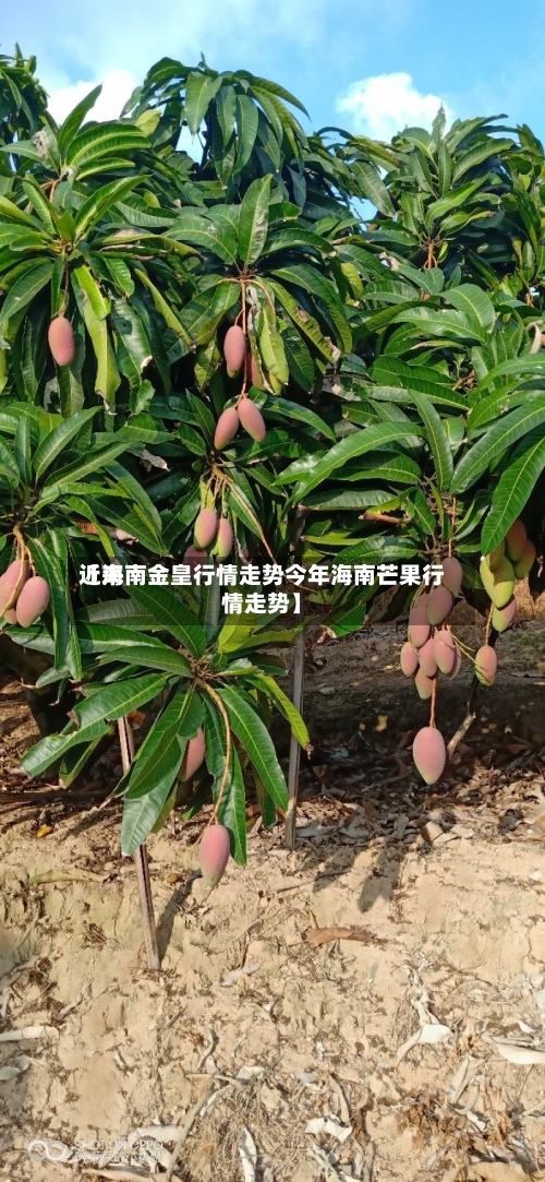 近来【海南金皇行情走势今年海南芒果行情走势】-第2张图片
