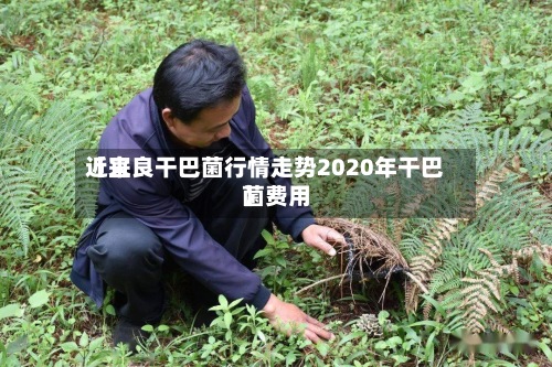近来【宜良干巴菌行情走势2020年干巴菌费用】