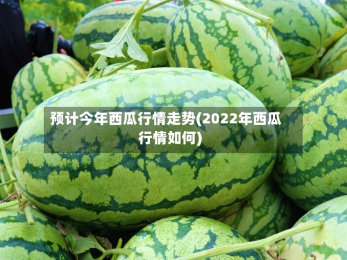 预计今年西瓜行情走势(2022年西瓜行情如何)