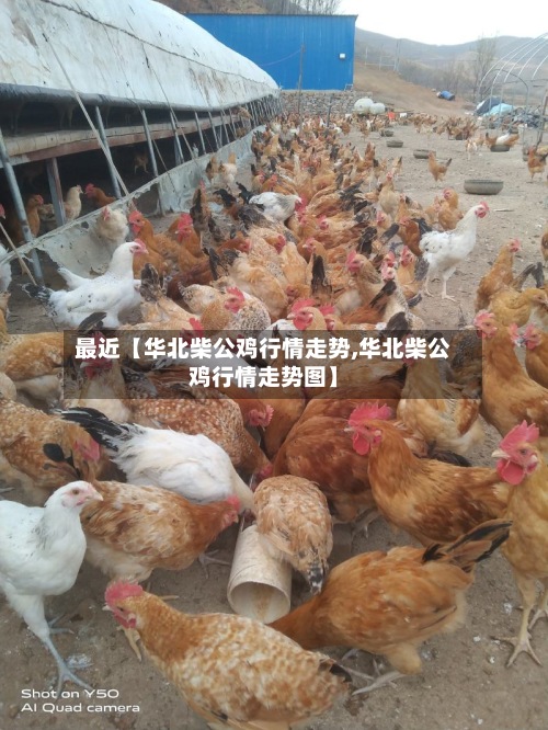 最近【华北柴公鸡行情走势,华北柴公鸡行情走势图】-第3张图片