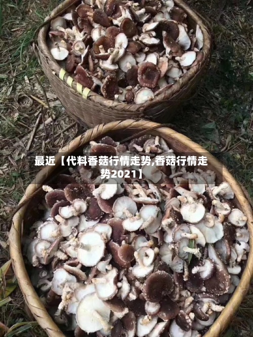 最近【代料香菇行情走势,香菇行情走势2021】