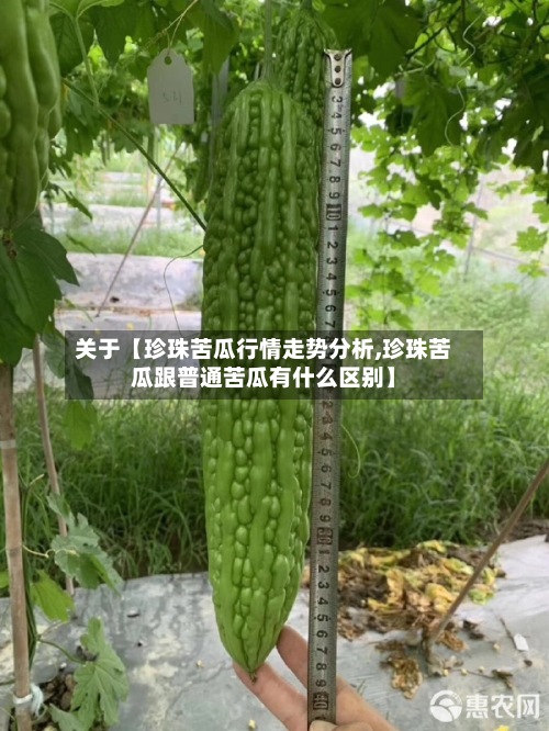 关于【珍珠苦瓜行情走势分析,珍珠苦瓜跟普通苦瓜有什么区别】-第2张图片