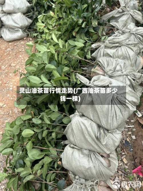 灵山油茶苗行情走势(广西油茶苗多少钱一棵)-第2张图片