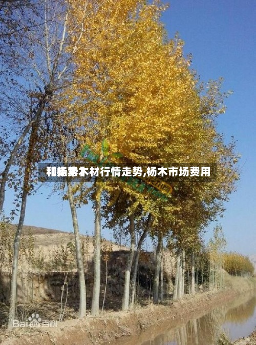 【杨木木材行情走势,杨木市场费用和走势】-第3张图片