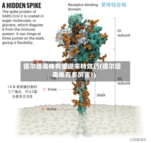 德尔塔毒株有望迎来特效药(德尔塔毒株有多厉害?)