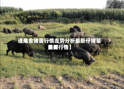 近来【乌金猪苗行情走势分析最新仔猪苗费用最新行情】