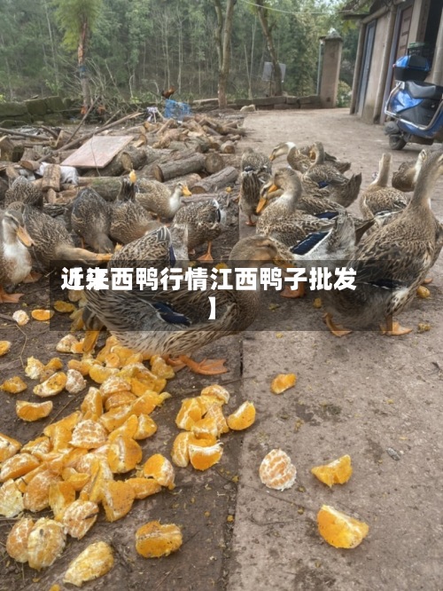 近来【江西鸭行情江西鸭子批发】