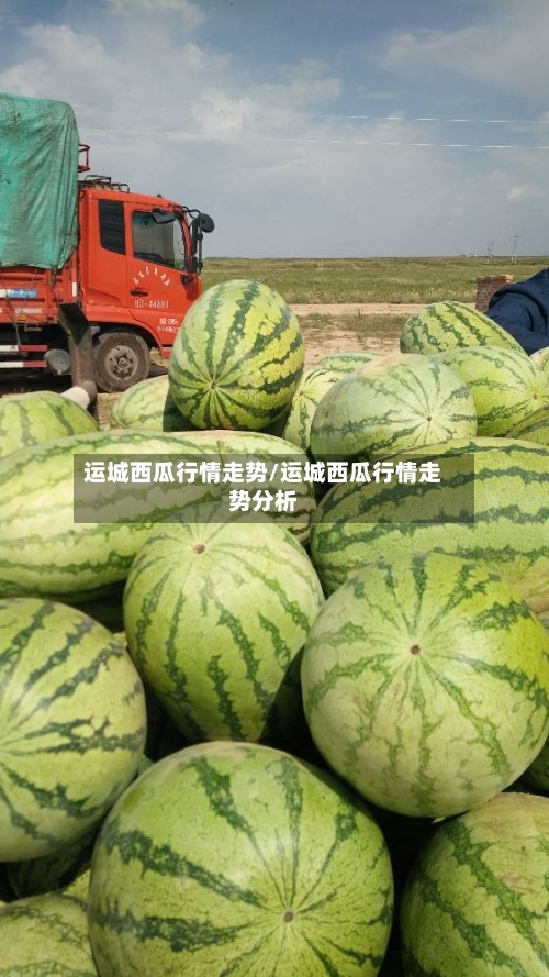 运城西瓜行情走势/运城西瓜行情走势分析-第3张图片