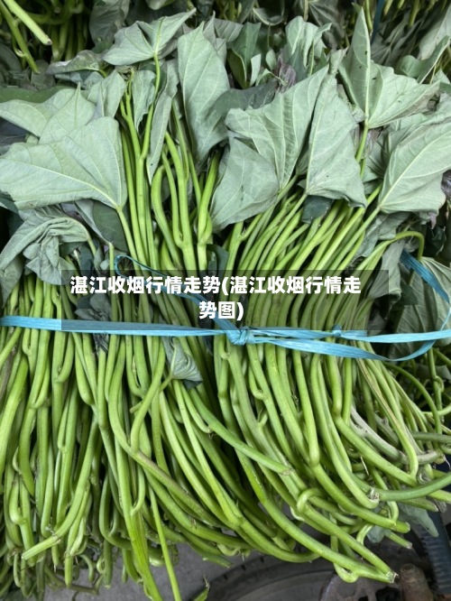 湛江收烟行情走势(湛江收烟行情走势图)