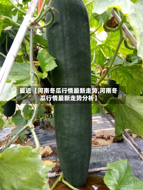 最近【河南冬瓜行情最新走势,河南冬瓜行情最新走势分析】
