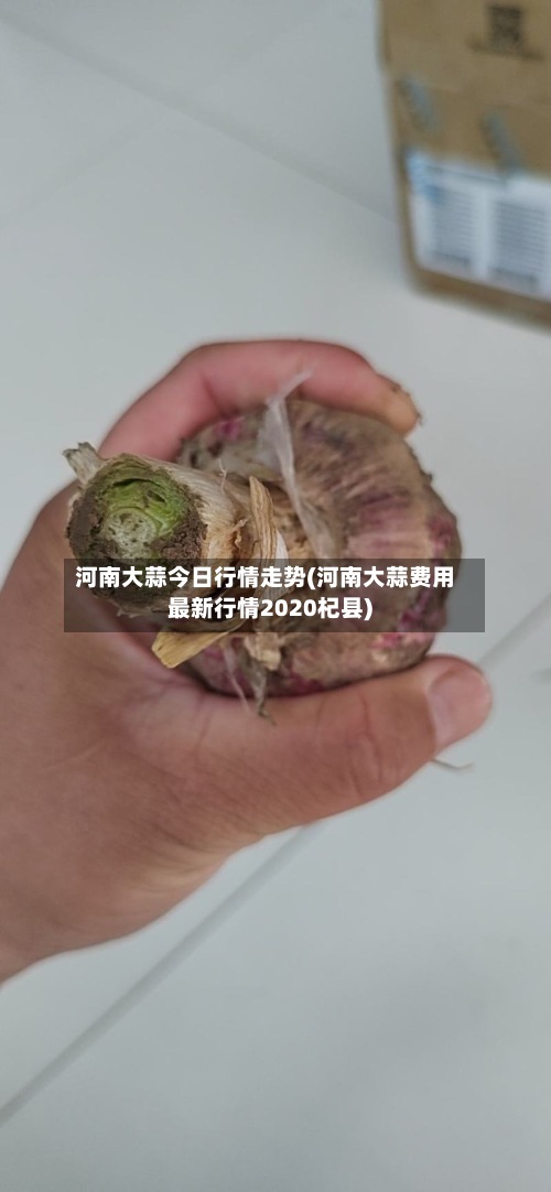 河南大蒜今日行情走势(河南大蒜费用最新行情2020杞县)