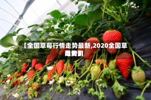 【全国草莓行情走势最新,2020全国草莓费用
走势】-第3张图片