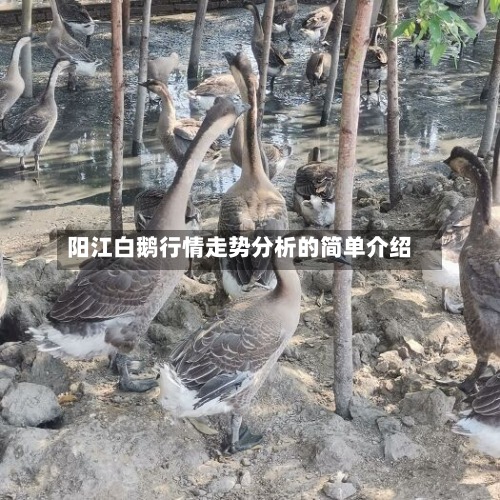 阳江白鹅行情走势分析的简单介绍-第2张图片